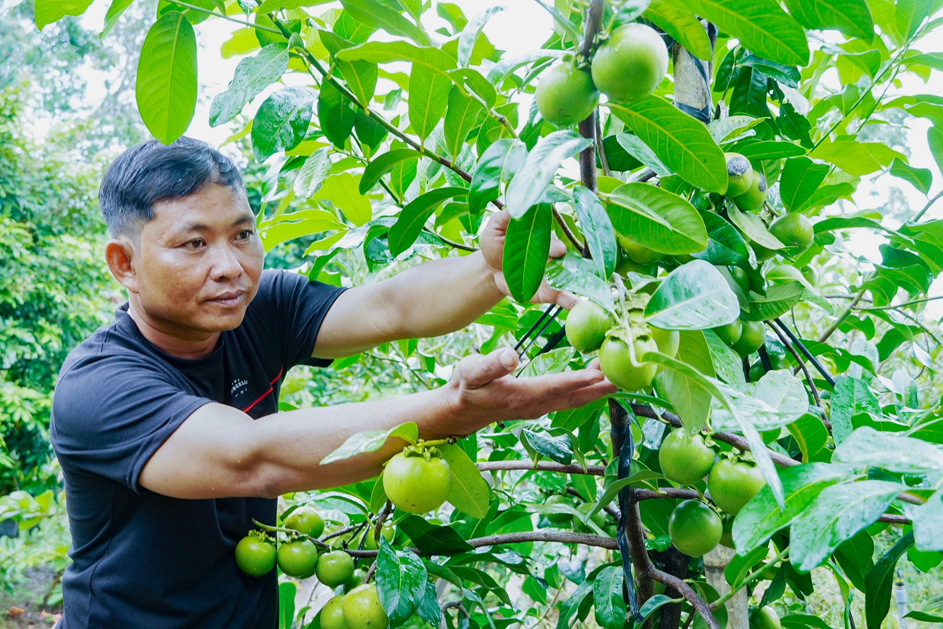 Người đàn ông Cần Thơ trồng hồng ruột nâu lạ mắt, thu 700 triệu đồng/năm