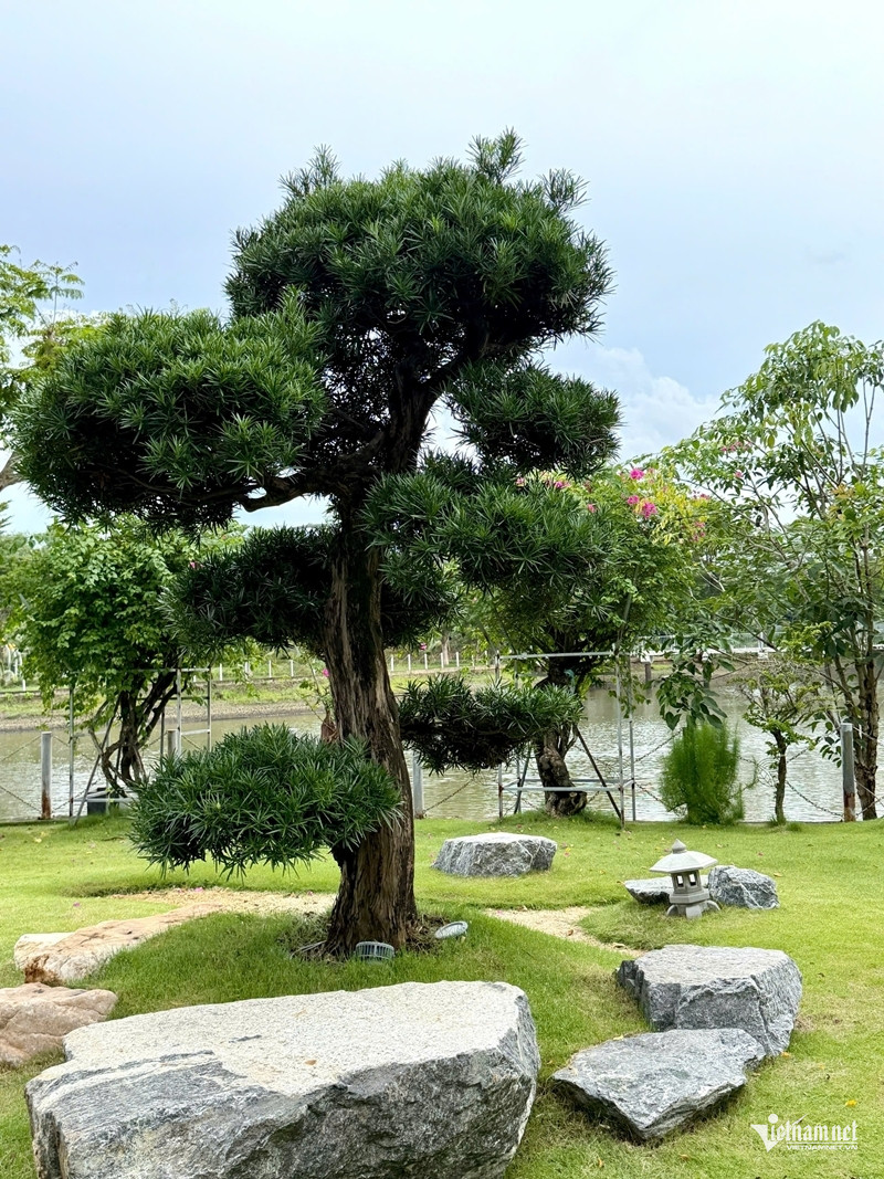 https://static-images.vnncdn.net/vps_images_publish/000001/000003/2026/8/22/w-cao-thai-son-4002-2876.jpg