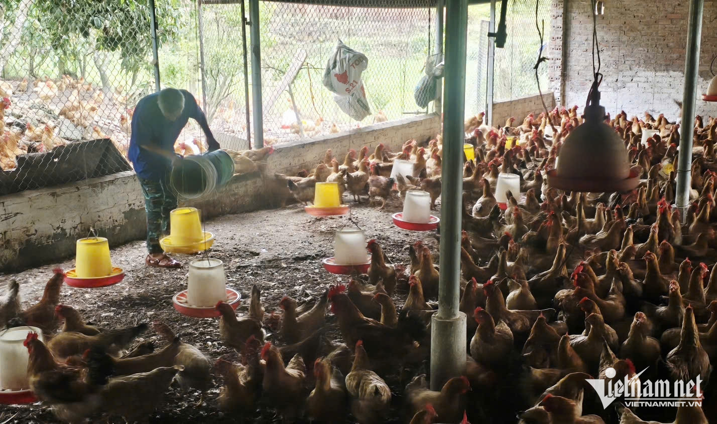 W-Đến nay, mỗi năm ông Sồi duy trì nuôi khoảng 13.000 con gà.jpg