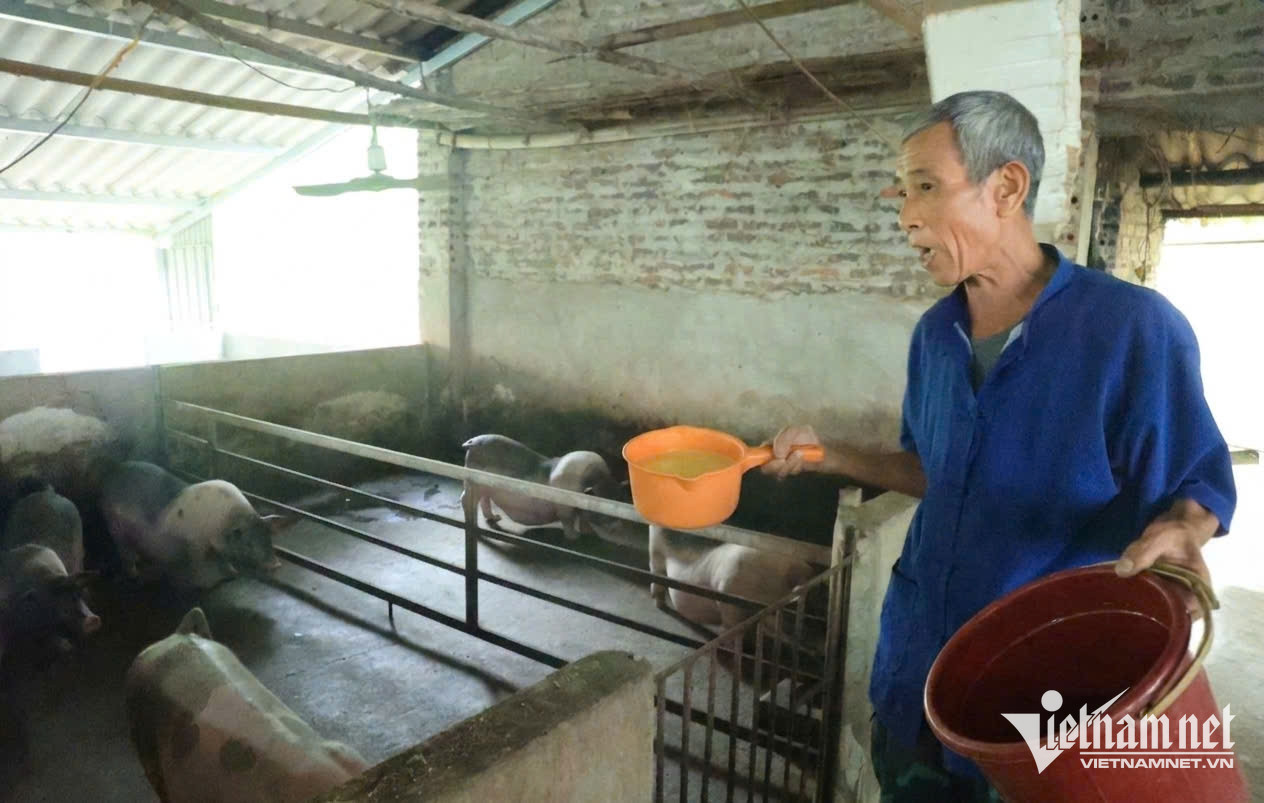 W-Nhờ được tập huấn về kỹ thuật, hướng dẫn cách phòng bệnh, chăm sóc vật nuôi nên đàn lợn gia đình ông Sồi phát triển khỏe mạnh.jpg