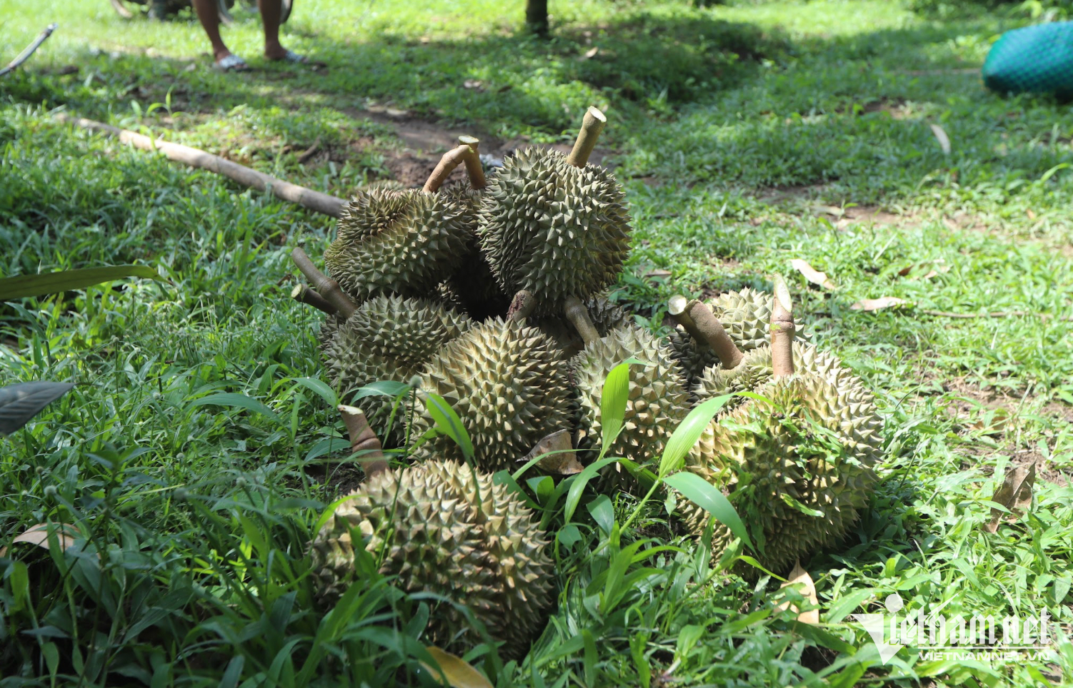 W-sau rieng.png