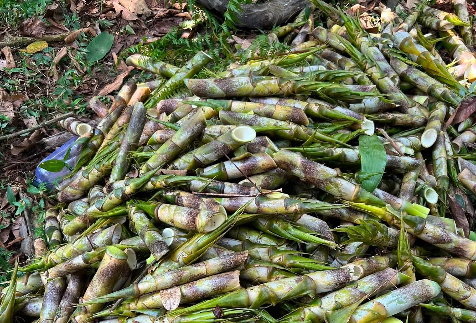 Sản vật chui lên từ lòng đất ở miền Bắc, ăn giòn ngọt, chế biến được đủ món ngon