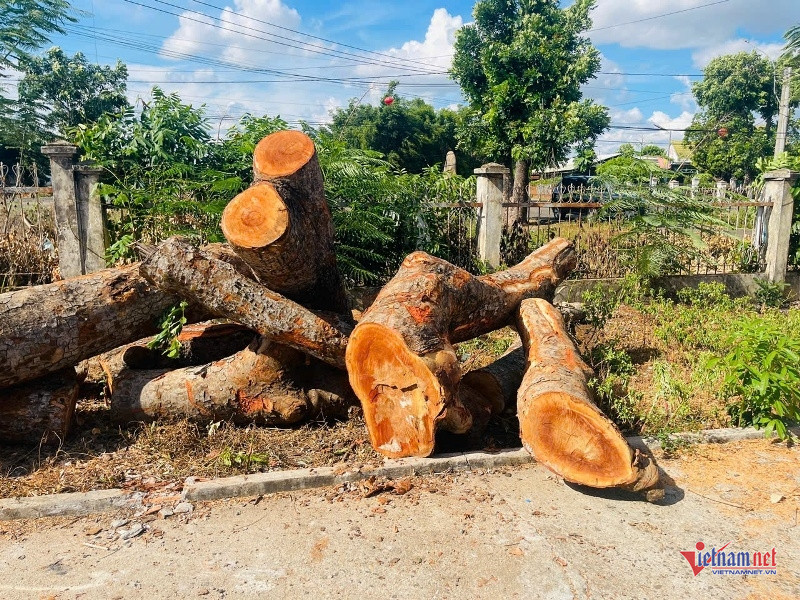 W-Chặt cây Hbông 4.jpg