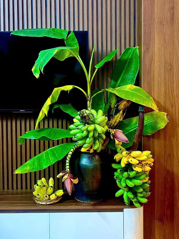 https://static-images.vnncdn.net/vps_images_publish/000001/000003/2026/8/25/binh-chuoi-3193.jpg