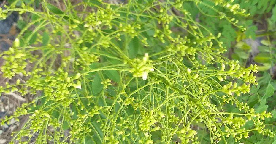 Loại trà tốt cho người tăng huyết áp