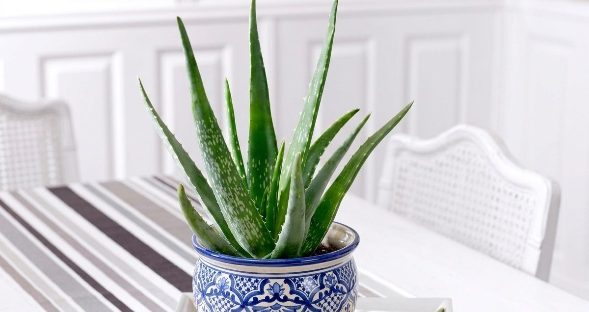 5 loại cây cảnh giúp khử mùi hôi, nhà ở luôn dễ chịu và thoáng mát