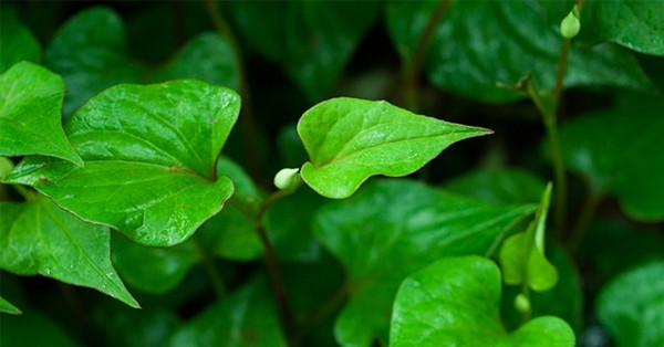 9 loại cây là vị thuốc giúp giải độc, mát gan hiệu quả
