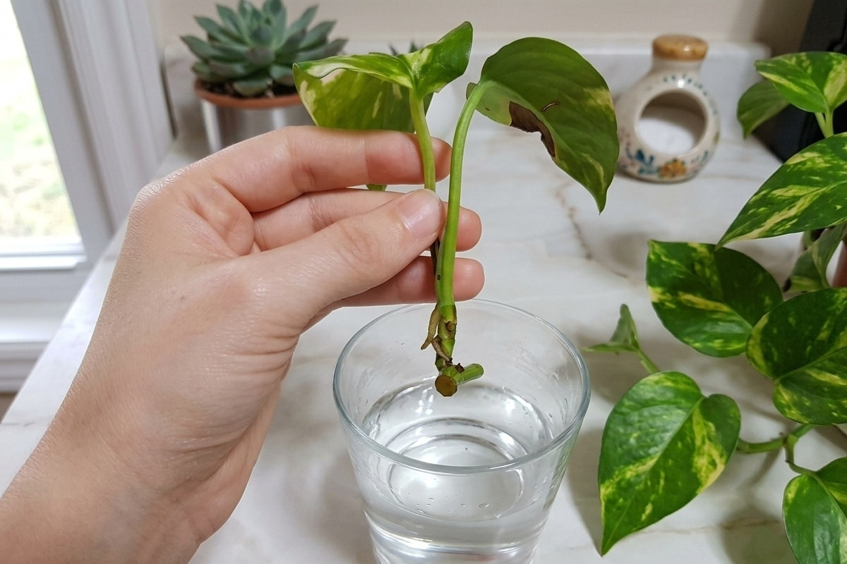 Cách nhân giống trầu bà chỉ với một cốc nước