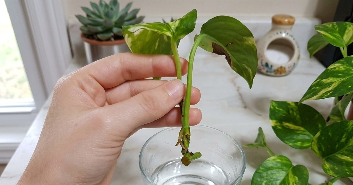 Cách nhân giống trầu bà chỉ với một cốc nước