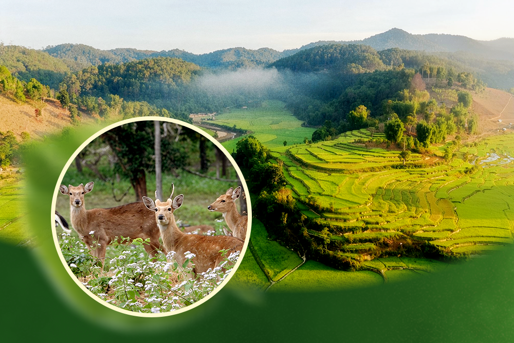 Kon Ka Kinh - từ báu vật đại ngàn đến động lực phát triển du lịch xanh