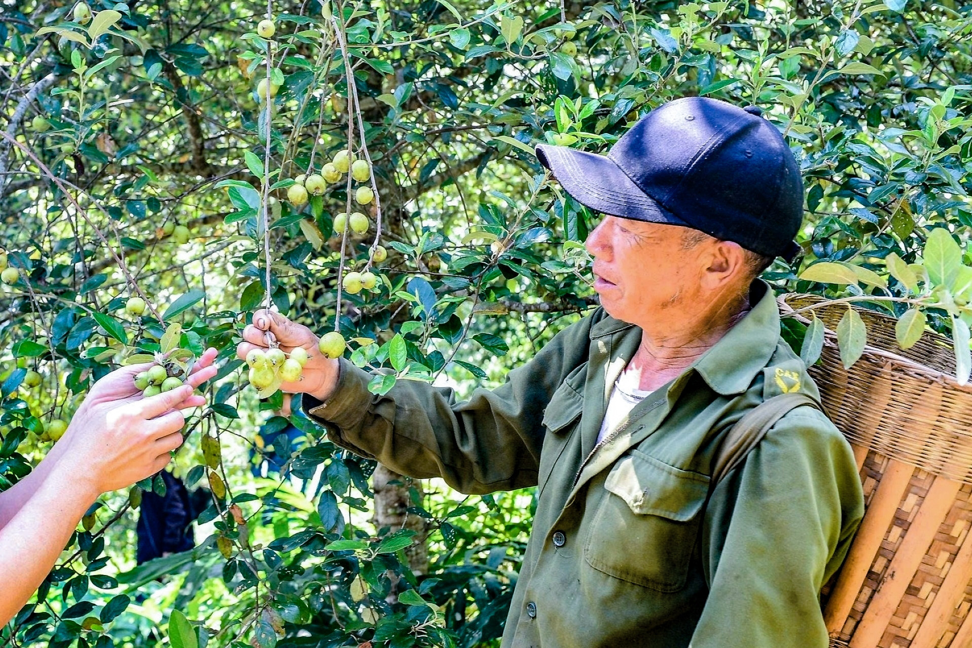 Người đàn ông Mông trồng 7ha táo mèo trên núi cao, thu hàng trăm triệu mỗi năm