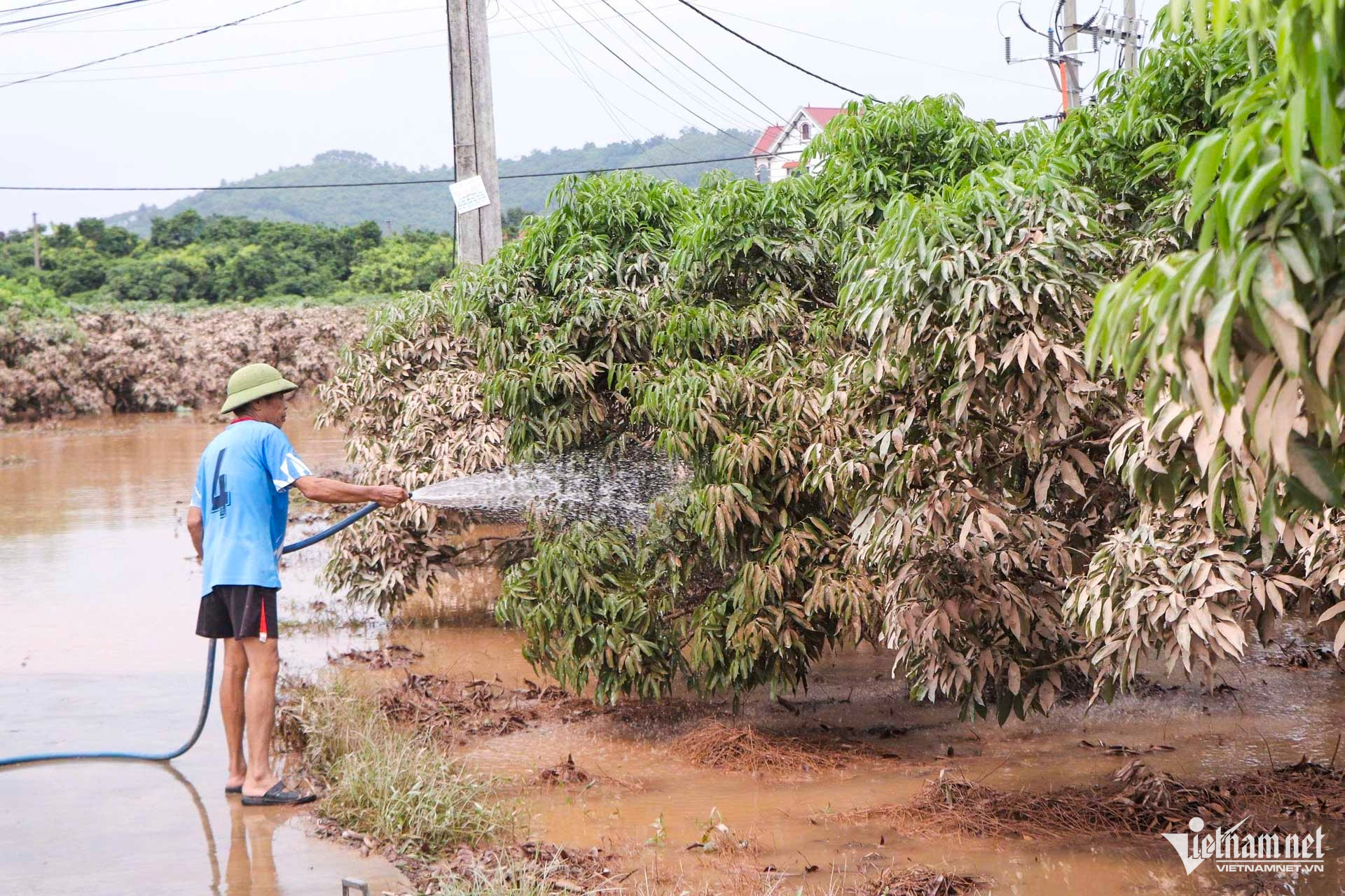 W-cây trồng bắc ninh ngập _1.JPG.jpg