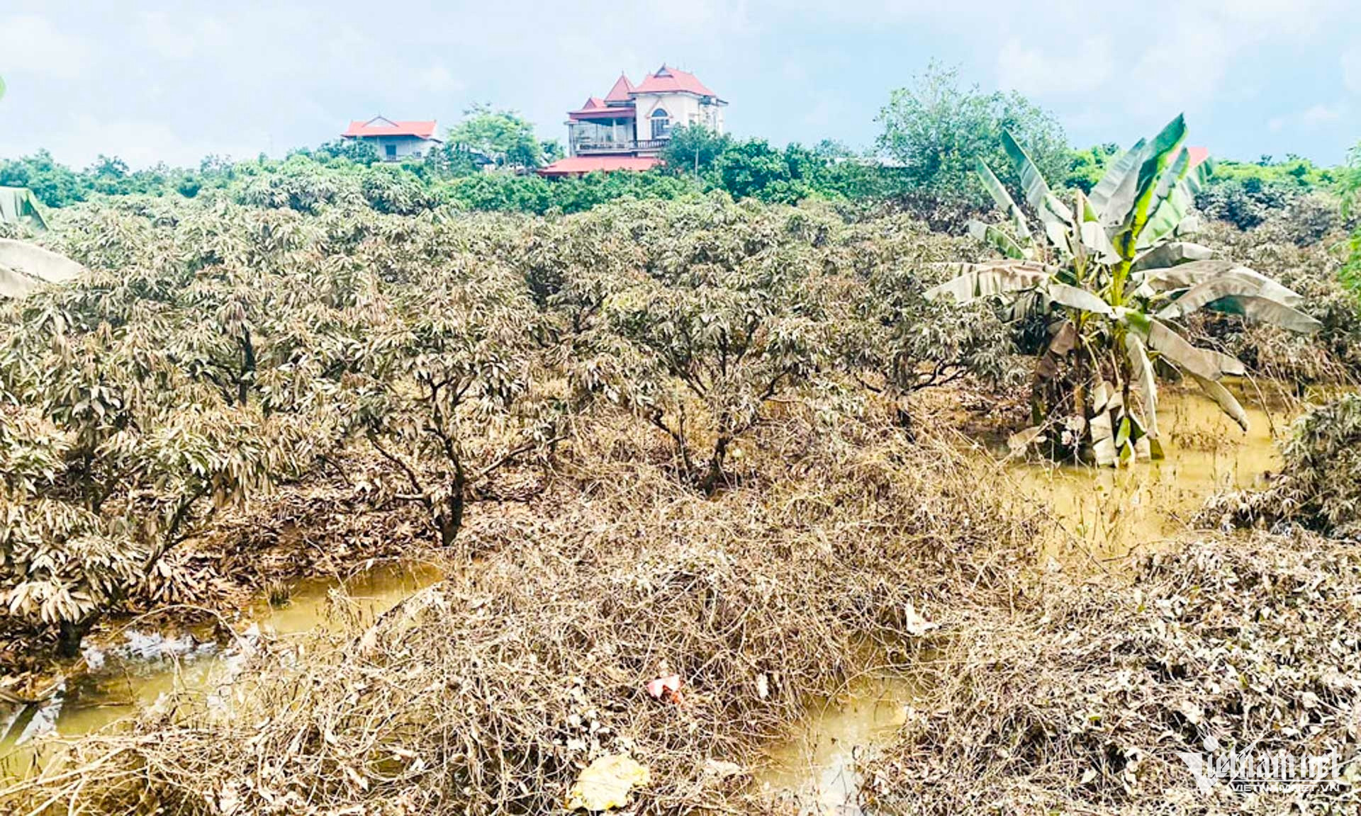 W-cây trồng bắc ninh ngập _3.JPG.jpg