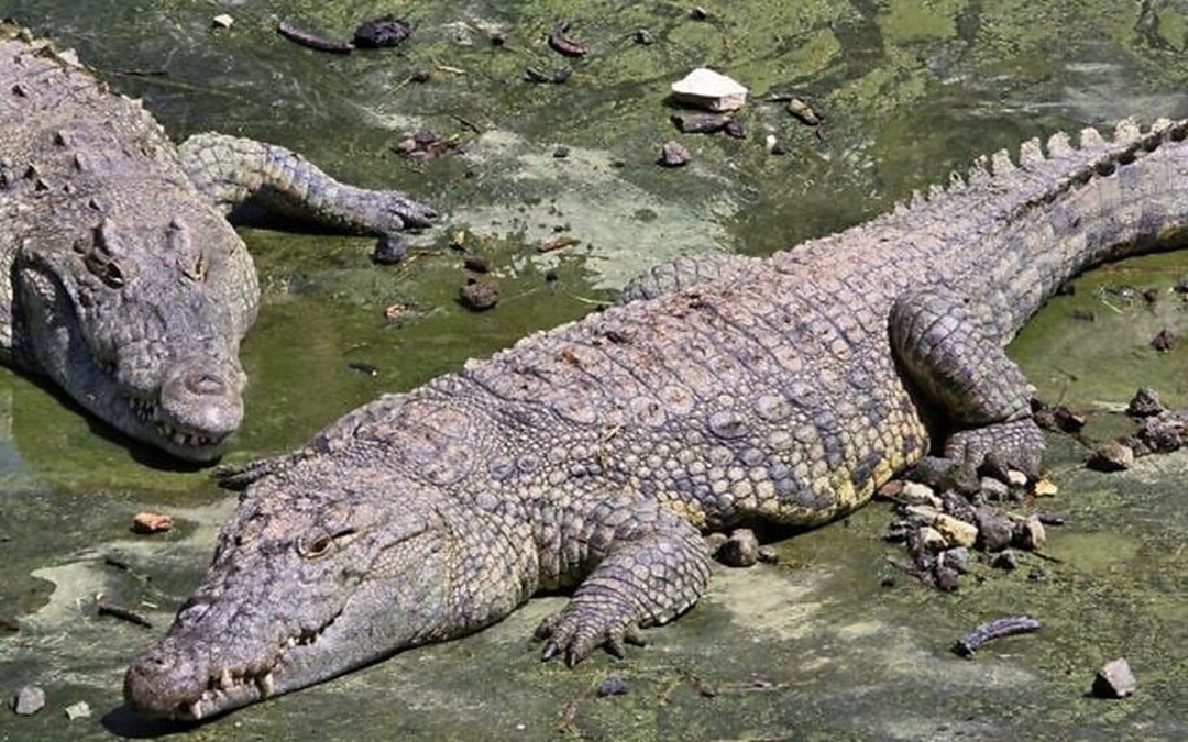 ToI crocodile.jpeg