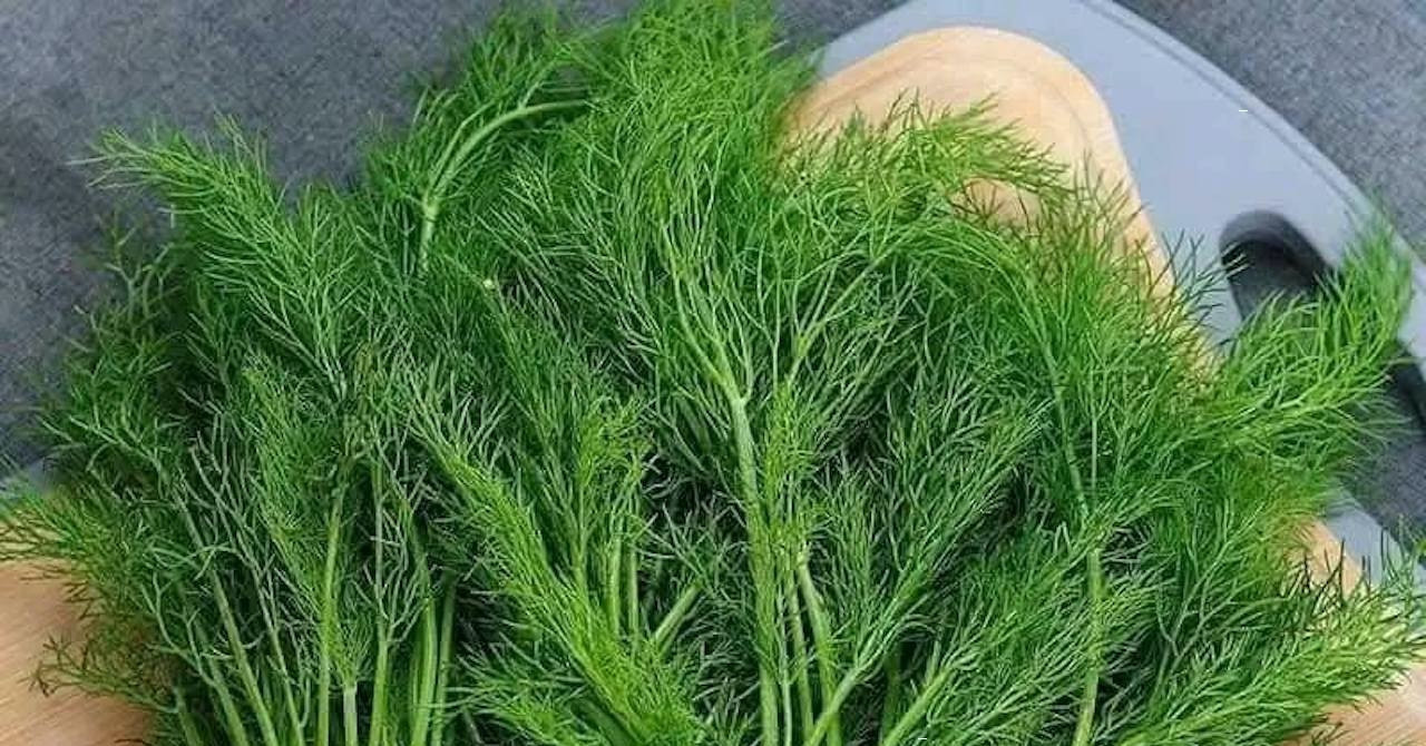 5 công dụng bất ngờ của thì là, người béo phì chớ bỏ qua
