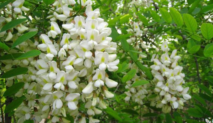 Loài hoa quen thuộc, dễ tìm, là dược liệu quý cho người cao huyết áp