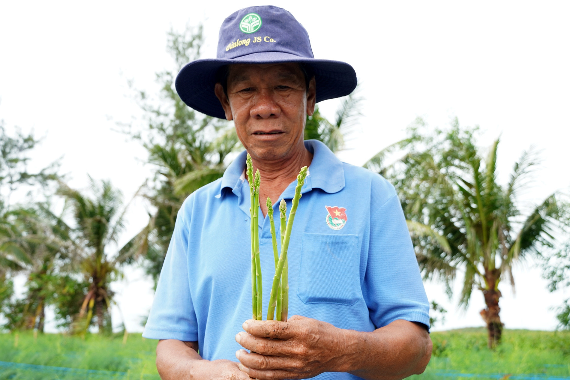 Bỏ hành tím trồng măng tây, nông dân miền Tây thu tiền mỗi ngày