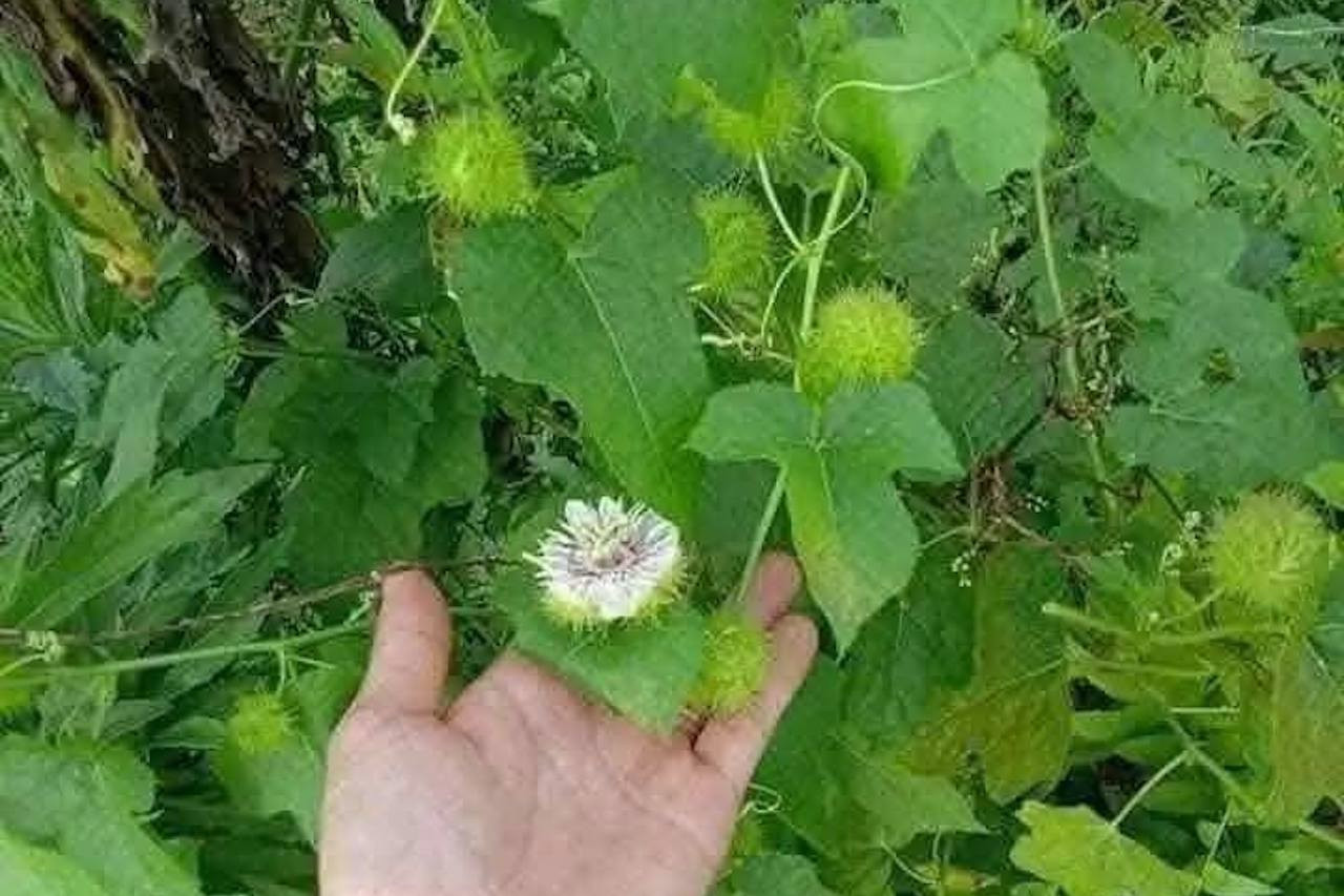Top 4 loại thảo dược giúp thư giãn hiệu quả
