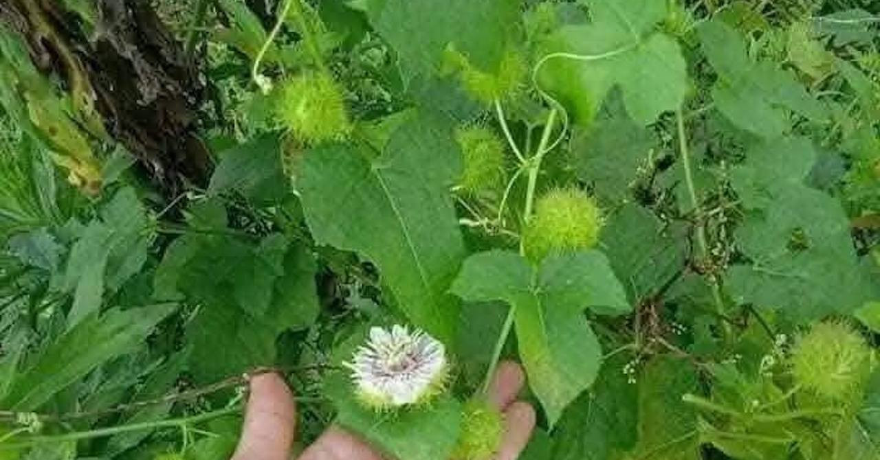 Top 4 loại thảo dược giúp thư giãn hiệu quả