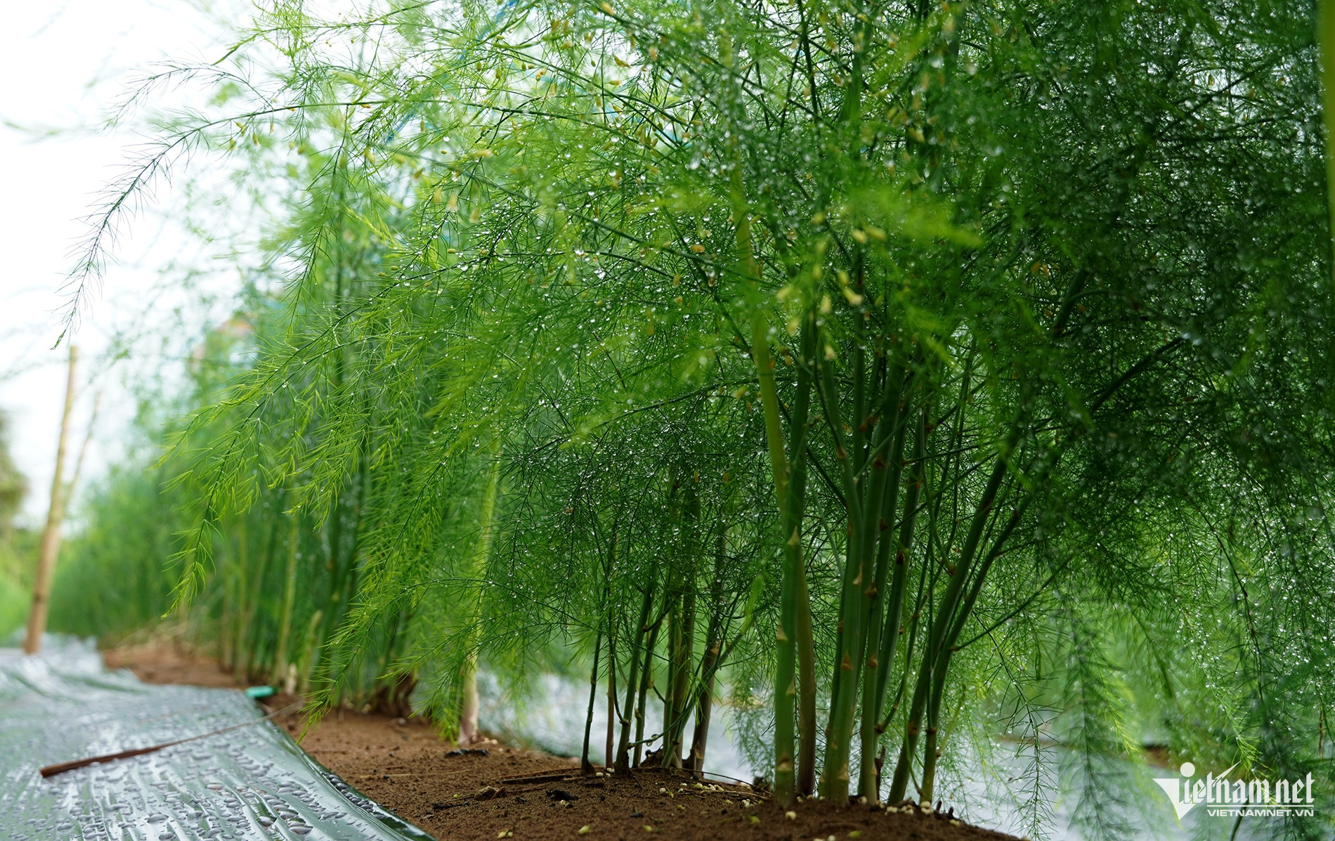 W-4 Măng tây.jpg
