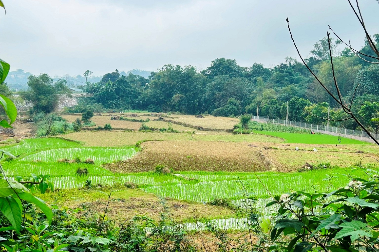 Dùng đất nông nghiệp kết hợp kinh doanh có phải nộp thuế phi nông nghiệp?