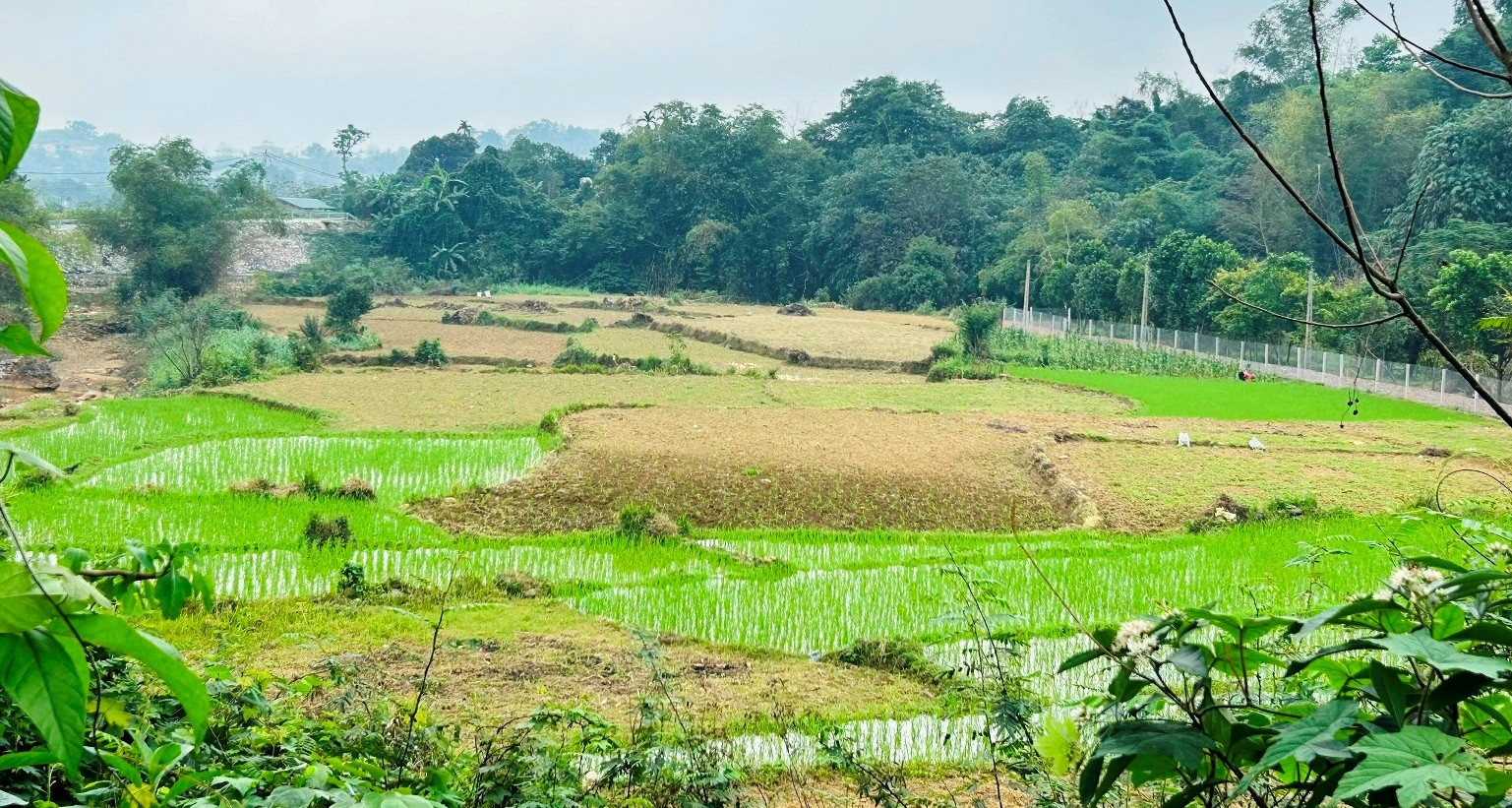 Dùng đất nông nghiệp kết hợp kinh doanh có phải nộp thuế phi nông nghiệp?