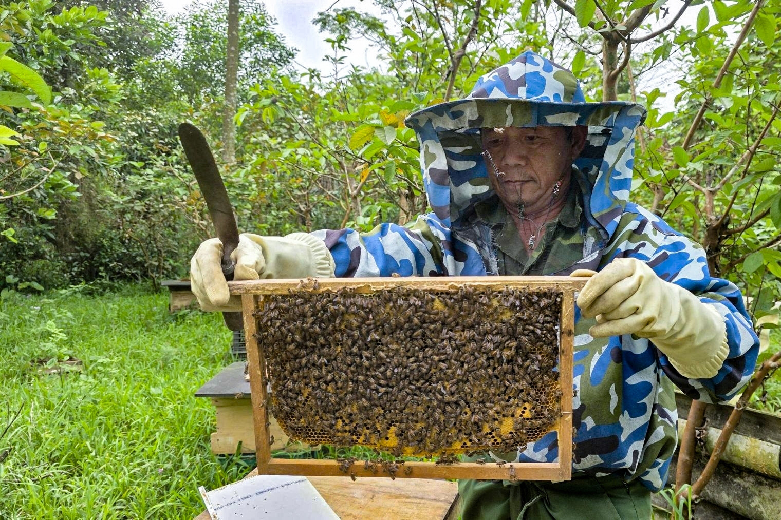 Giá mật ong giảm hơn một nửa sau 10 năm, người dân vùng cao Quảng Trị lao đao