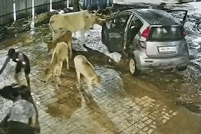 Hy hữu cảnh trộm nhét cả con bò vào ghế sau ô tô rồi tẩu thoát trong đêm
