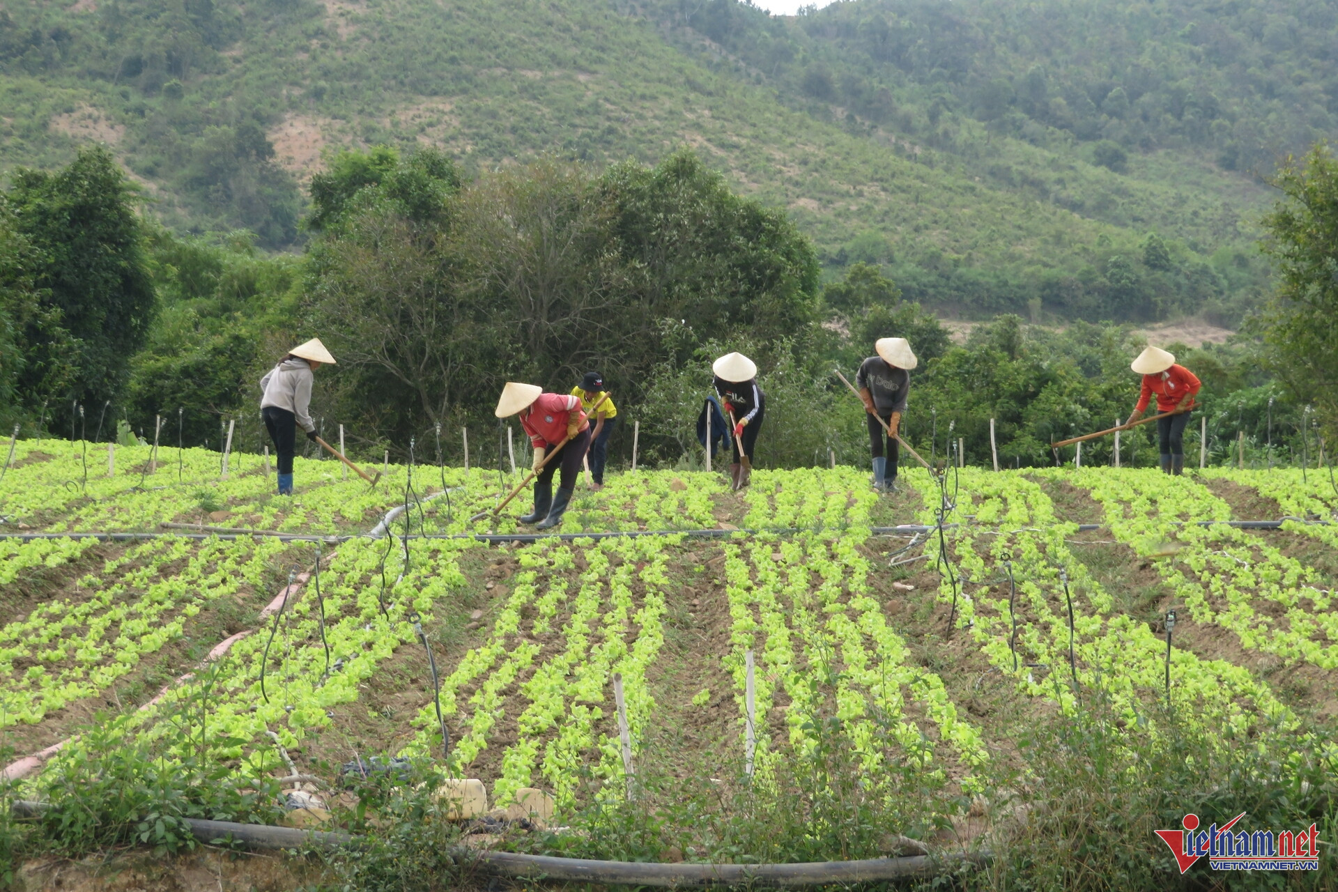 W-giao đất 2.jpg