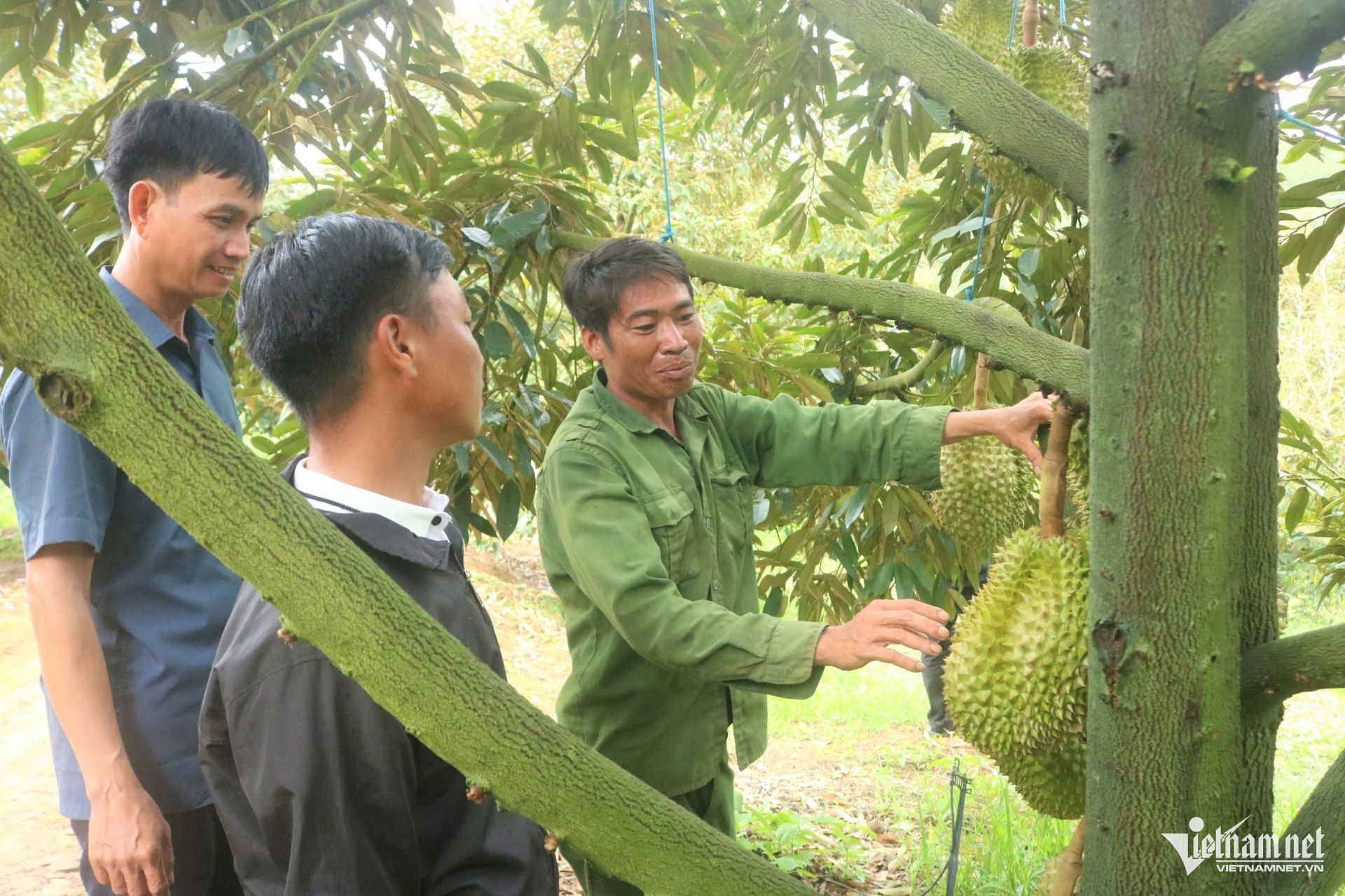W-sau rieng 1.jpg