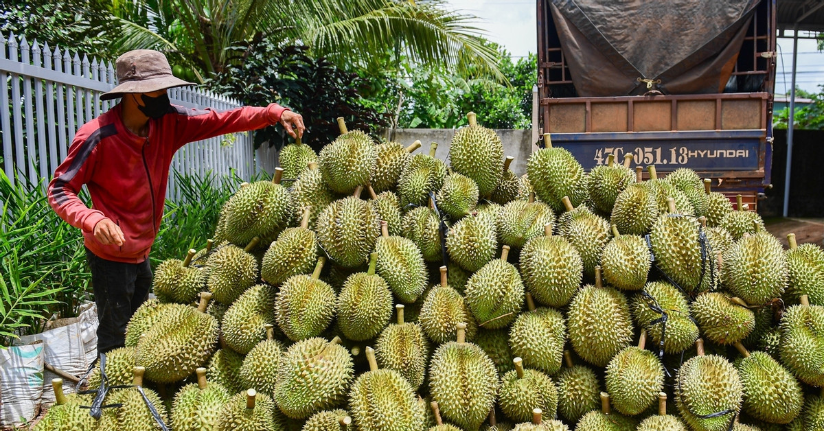 Giá sầu riêng giảm dù xuất khẩu tăng mạnh