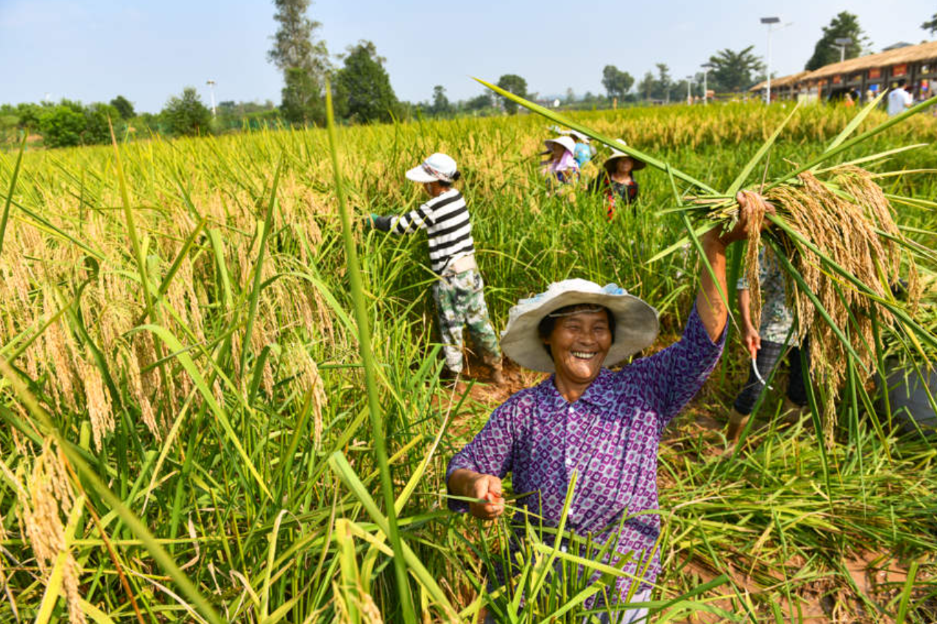 Không còn là giấc mơ: Lúa cao 2m, năng suất vượt trội sau 50 năm nghiên cứu