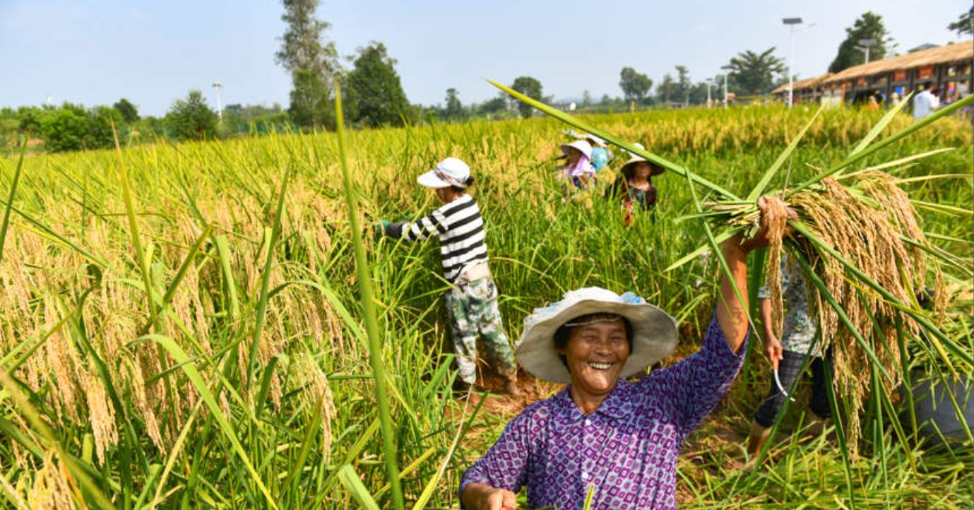 Không còn là giấc mơ: Lúa cao 2m, năng suất vượt trội sau 50 năm nghiên cứu
