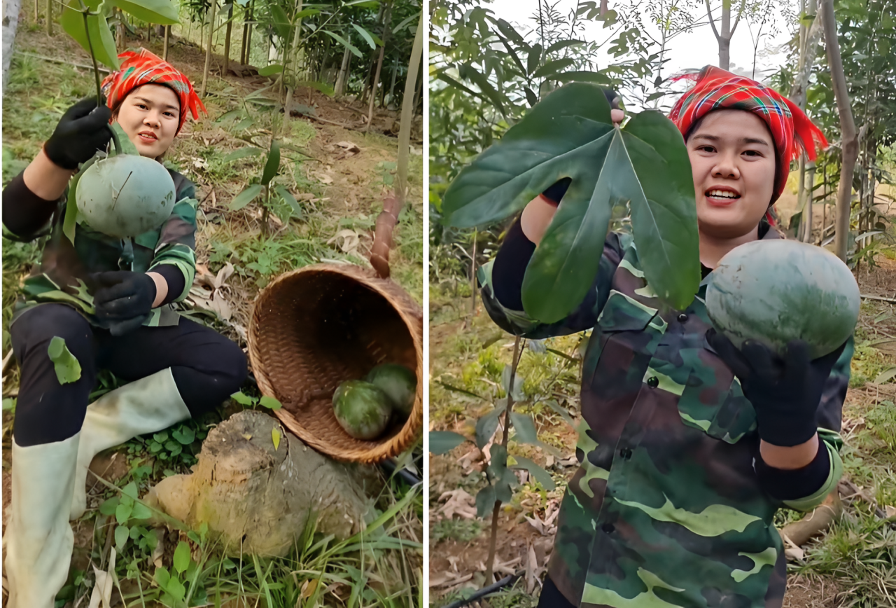 Loại quả đặc sản nào ở miền Bắc có hạt tươm dầu, được dùng thay mỡ lợn, dầu ăn?