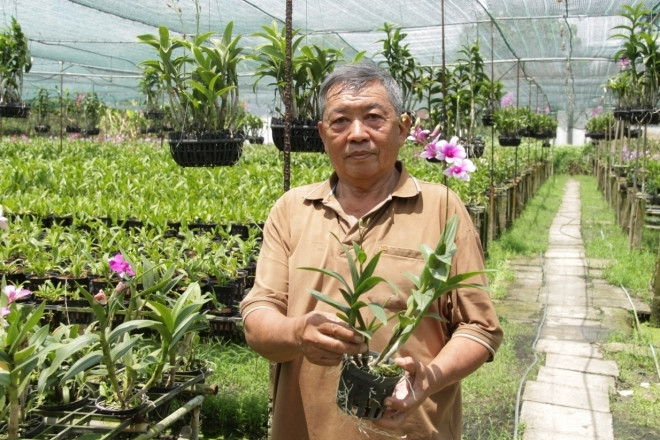 Từ 5 giò lan làm cảnh, lão nông TPHCM có vườn hoa doanh thu hơn 1 tỷ đồng/năm