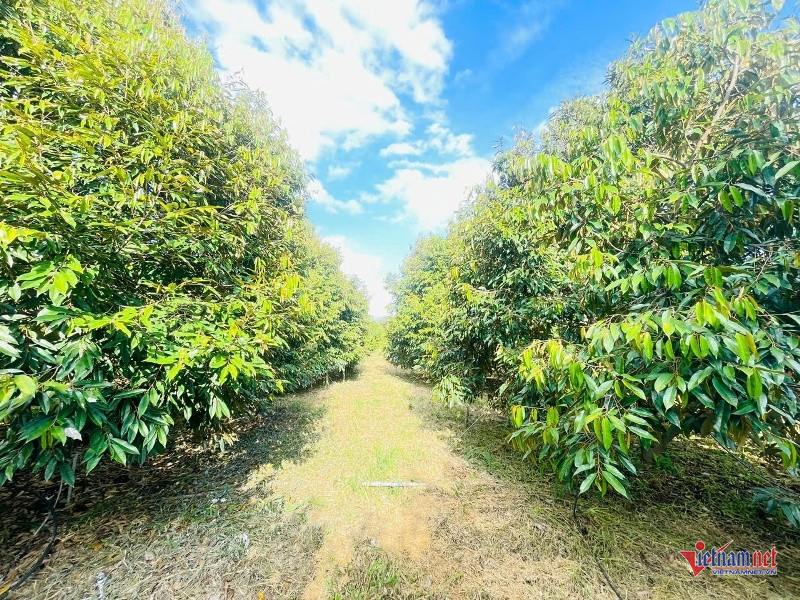 W-Hồi sinh vùng đất chết 4.jpg