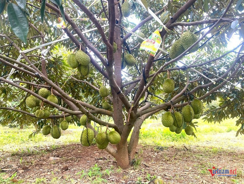 W-Hồi sinh vùng đất chết 5.jpg