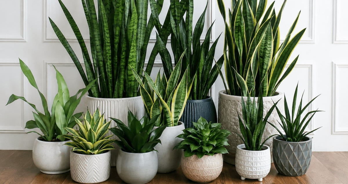 Những lỗi khi tưới cây lưỡi hổ khiến cây dễ bị thối rễ