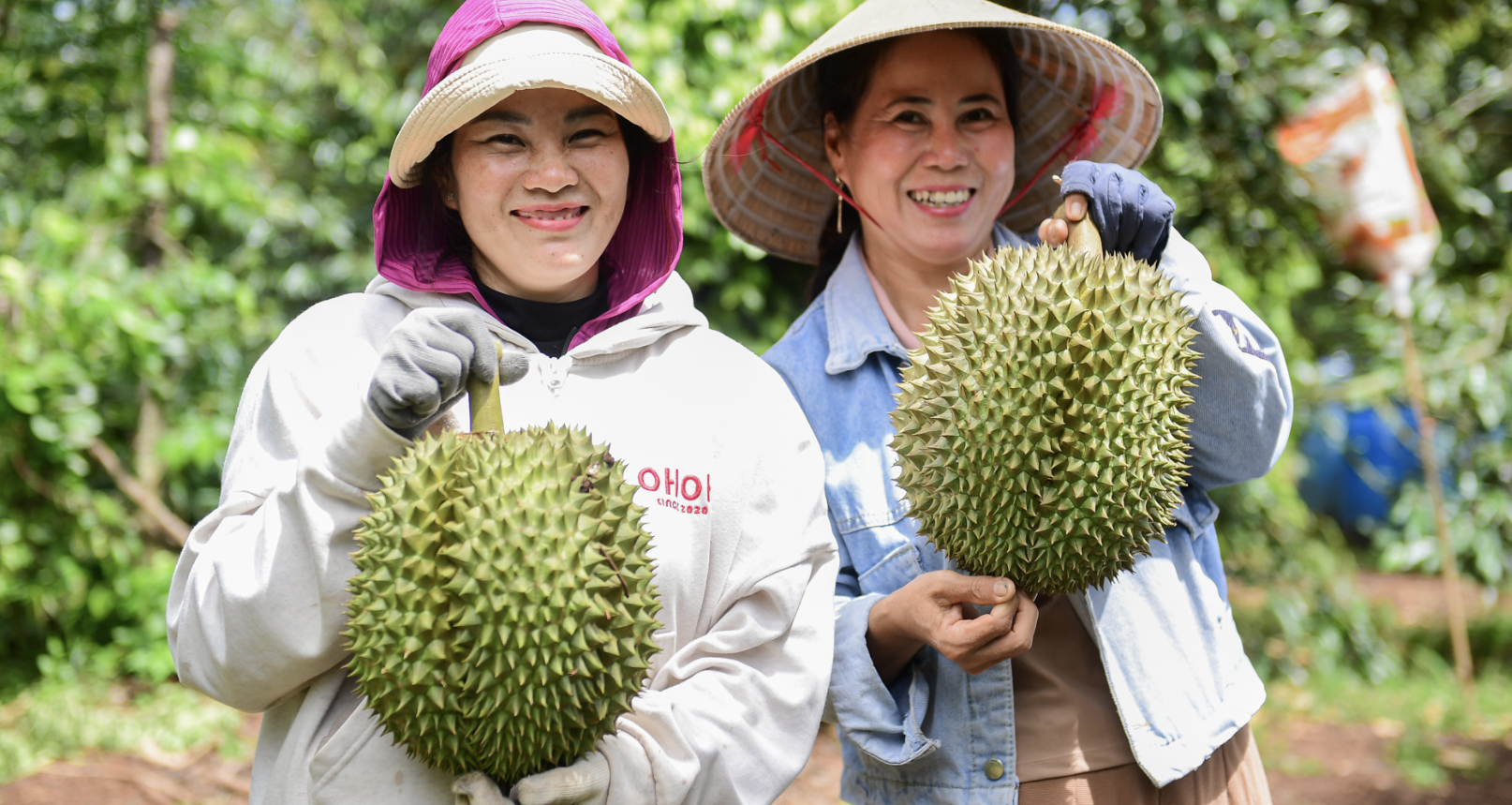 Sầu riêng tỷ USD đón tin vui từ Trung Quốc ngay trước cao điểm thu hoạch