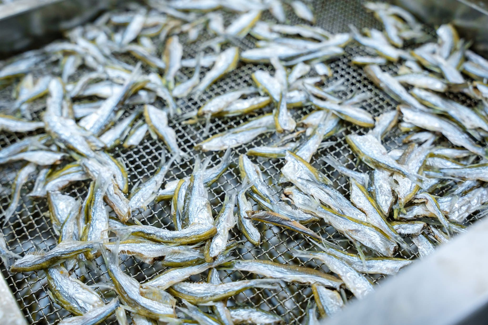 Thịt Bò Để Kiến Bu Kín, Đốt Càng Nhiều Ăn Càng Ngon Là Đặc Sản Ở Đâu Việt Nam? Tep Dau Dong Duc Hiep 3831