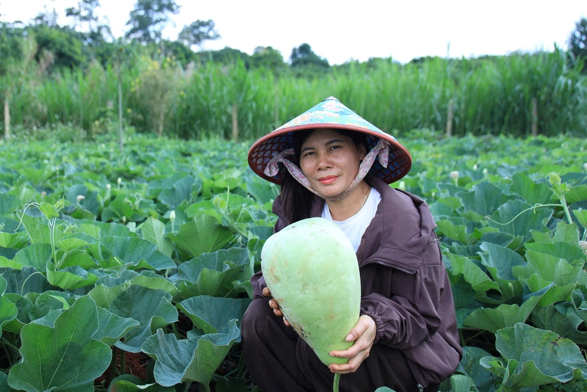 Trồng bầu khổng lồ lấy hạt xuất khẩu, người dân Đắk Lắk thu về trăm triệu