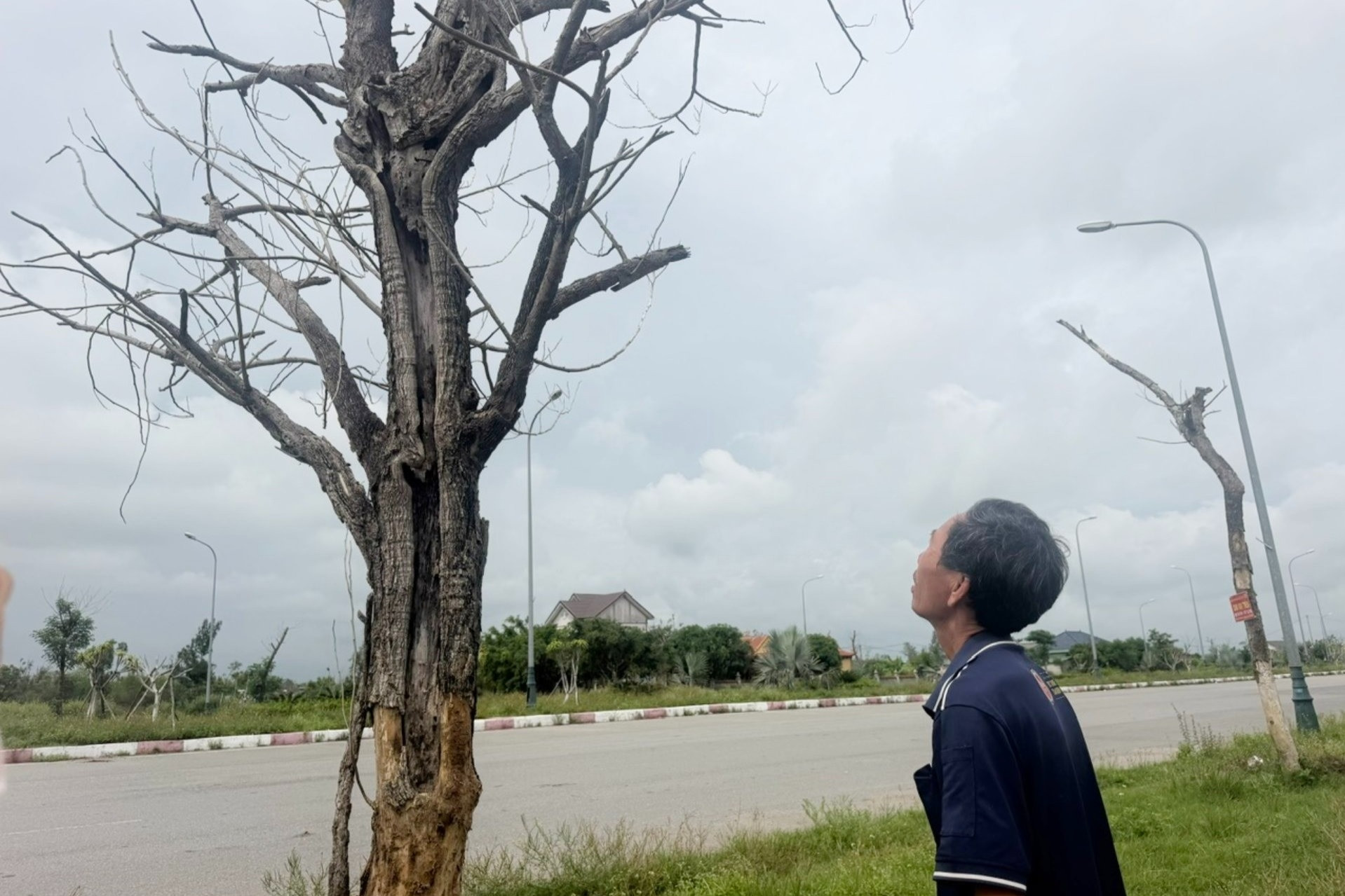 Cây xanh chết hàng loạt, hai dự án gần 9 tỷ đồng chưa thể quyết toán