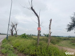 W-a cây xanh2.jpg