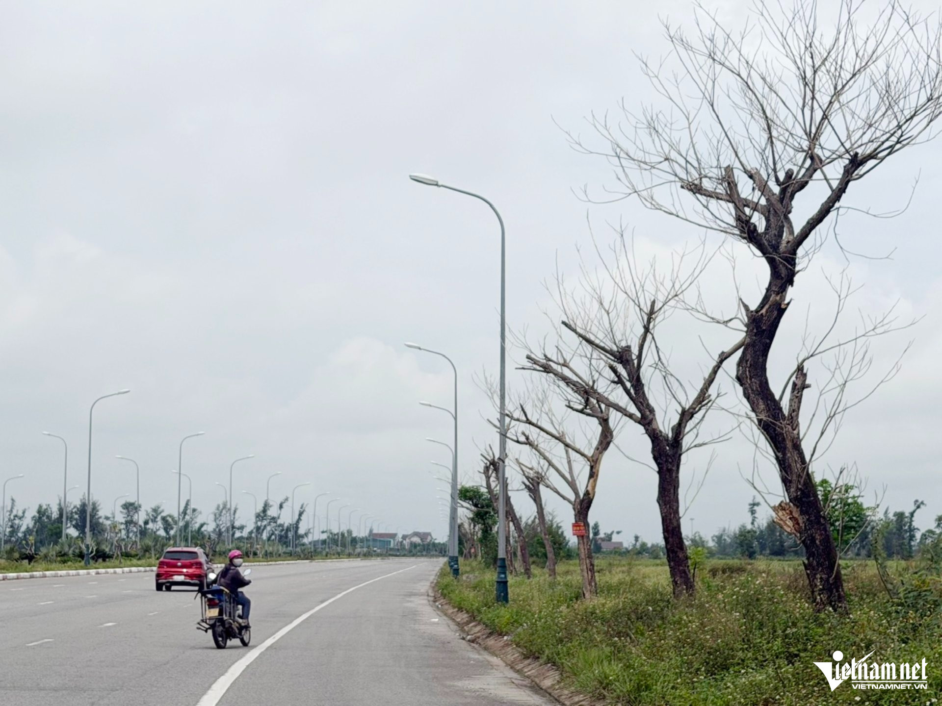 W-cây xanh3.jpg