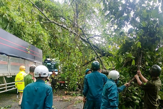 Bản tin chiều 9/8: Cây cổ thụ 10m bật gốc đổ xuống Quốc lộ 20, giao thông ùn tắc