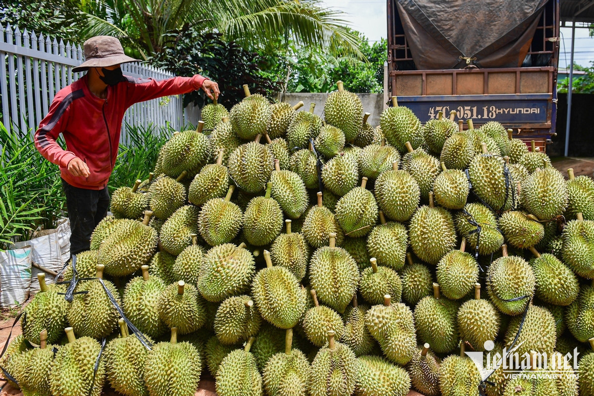 xuat khau sau rieng thu tien nhieu ky luc 1131 2304.jpg