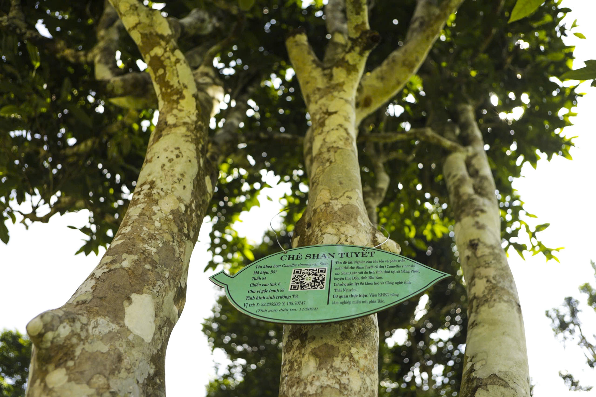 740 cây chè cổ thụ giữa biển mây Thái Nguyên: Kho báu 'hái ra tiền' vùng cao