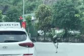 Clip đà điểu 'phi' trên quốc lộ ở Quảng Ninh, ô tô phải né tránh