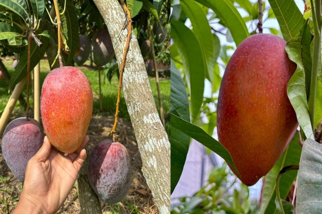 Thuần dưỡng trứng của mặt trời, nông dân TPHCM bán tới 600.000 đồng/quả