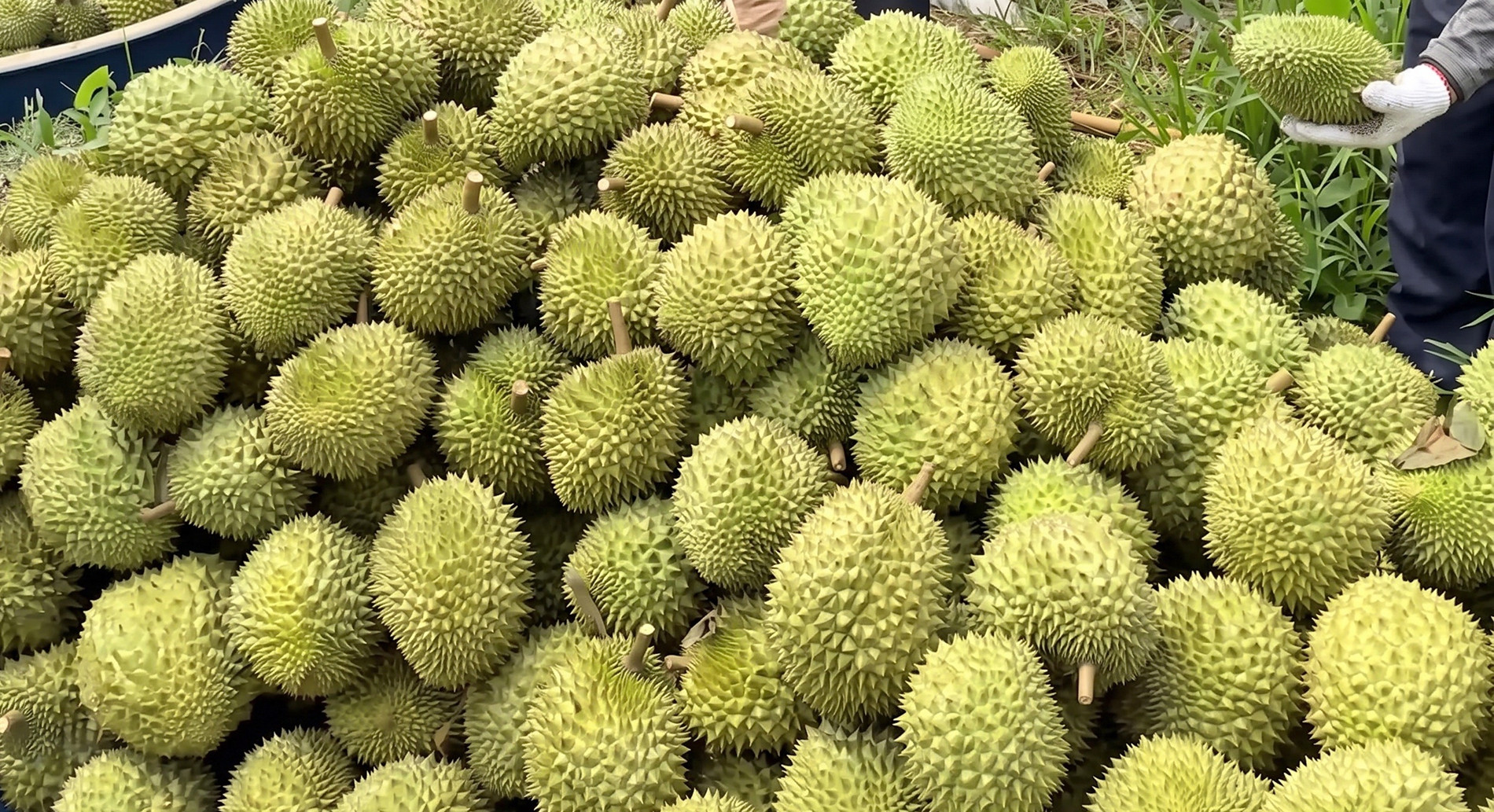 Cần Thơ.jpg